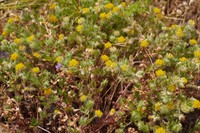 Smallflower Bird's-Foot Trefoil