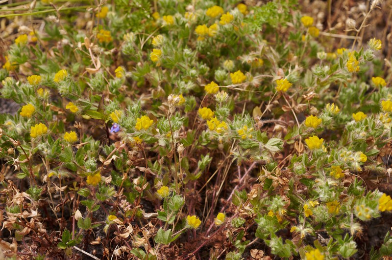 Smallflower Bird's-Foot Trefoil