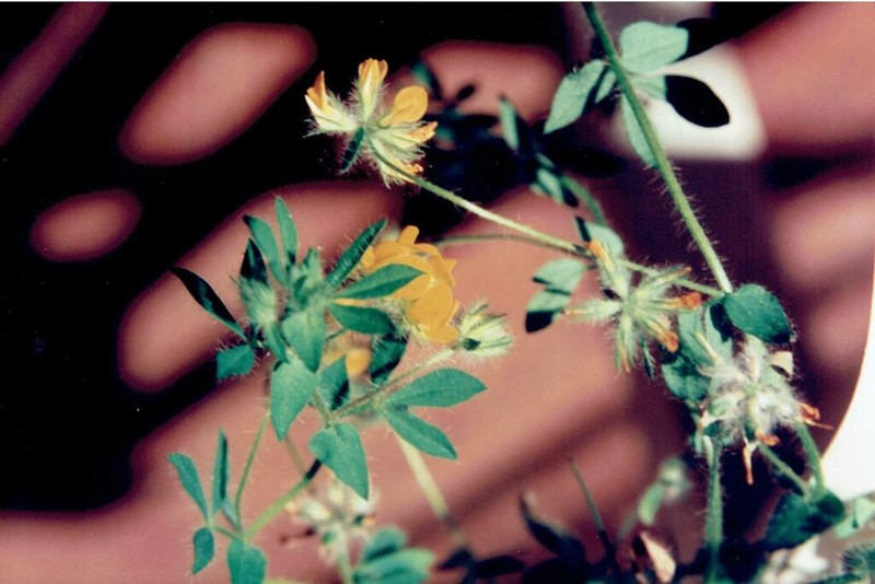 Smallflower Bird's-Foot Trefoil photo 2