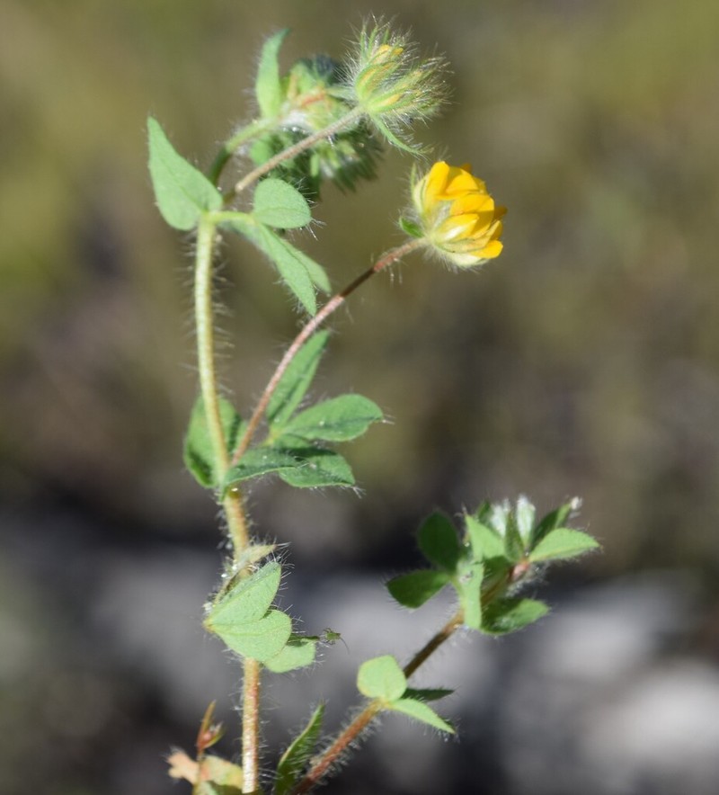 Smallflower Bird's-Foot Trefoil photo 3