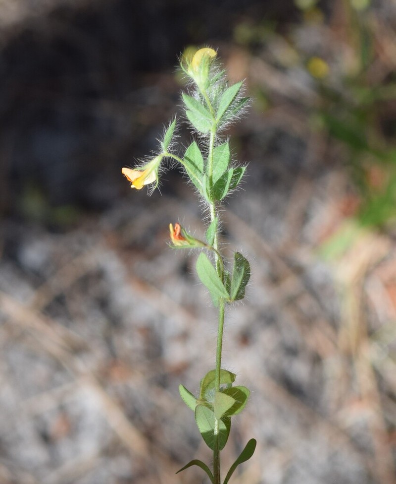 Smallflower Bird's-Foot Trefoil photo 4
