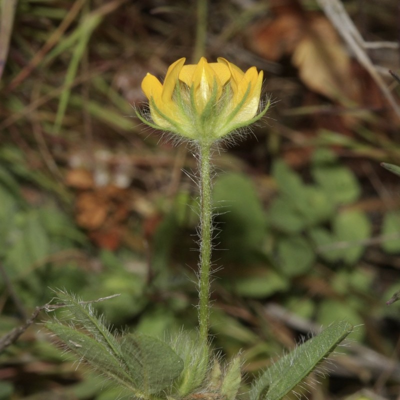 Smallflower Bird's-Foot Trefoil photo 5