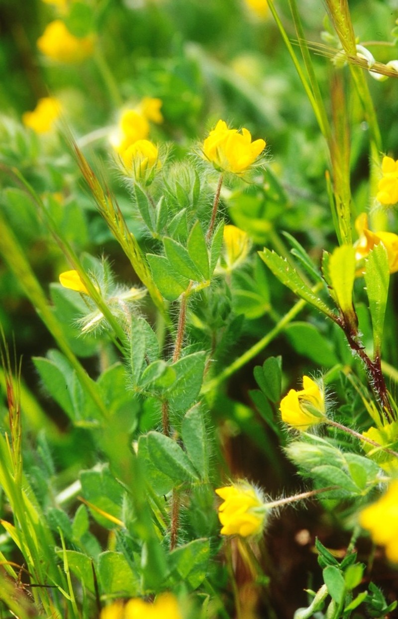 Smallflower Bird's-Foot Trefoil photo 6