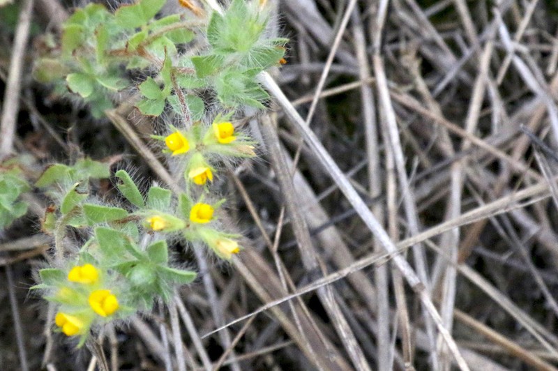 Smallflower Bird's-Foot Trefoil photo 8