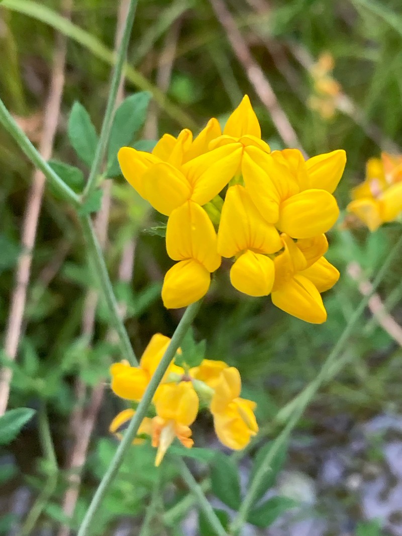 Big Trefoil photo 2