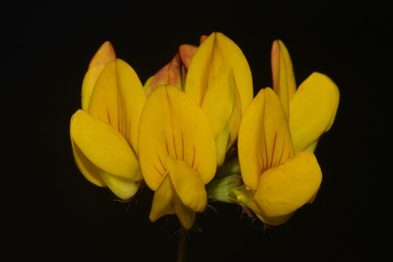 Big Trefoil photo 3