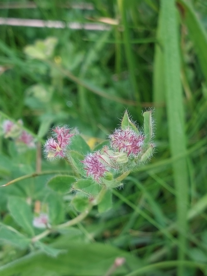 Big Trefoil photo 4