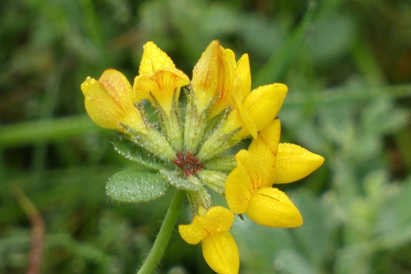 Big Trefoil photo 5