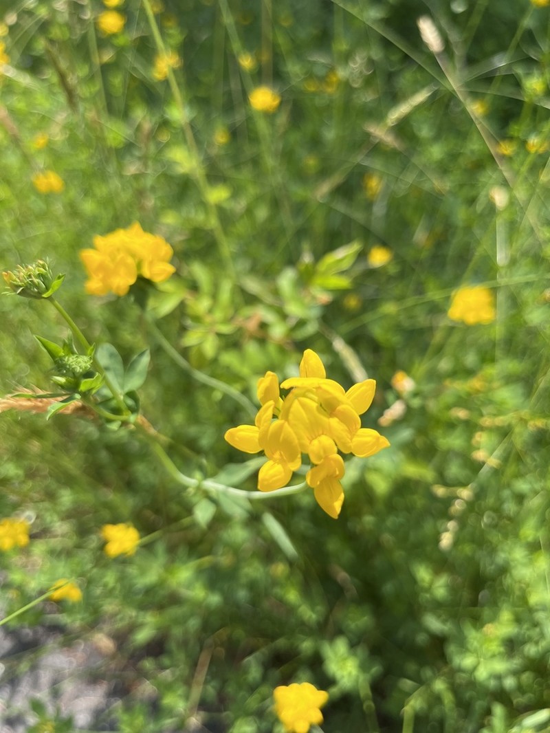 Big Trefoil photo 6