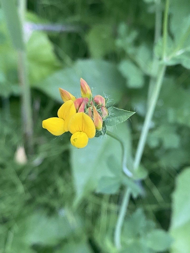 Big Trefoil photo 7