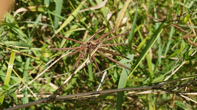 Big Trefoil photo 8