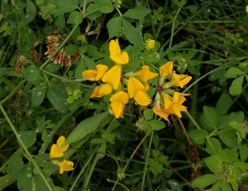 Big Trefoil photo 2