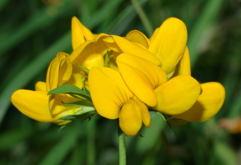 Big Trefoil photo 3