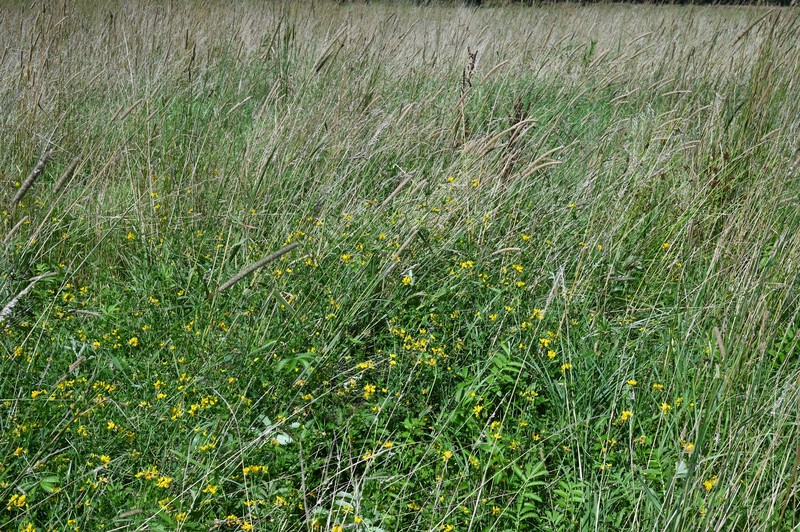 Big Trefoil photo 4