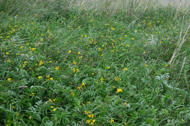 Big Trefoil photo 5