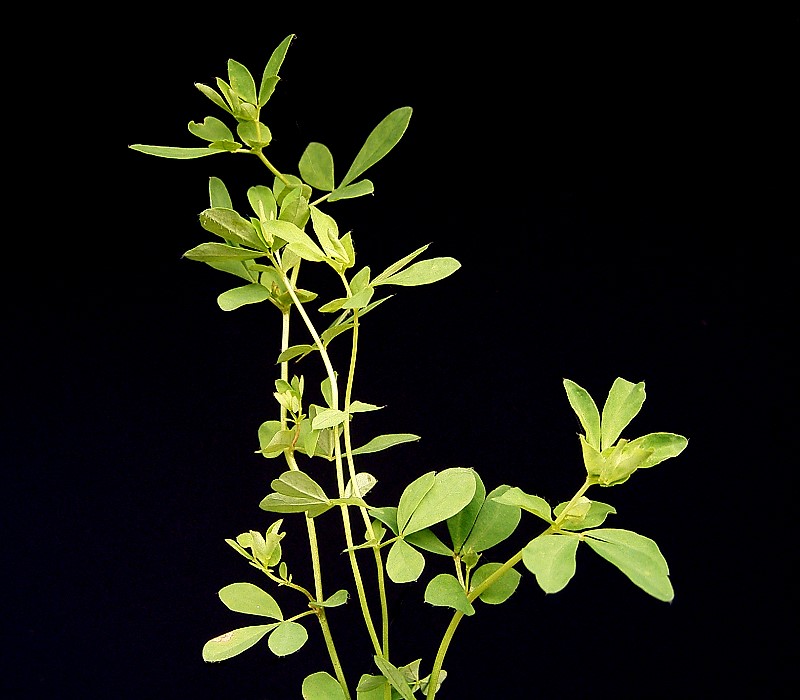 Big Trefoil photo 6