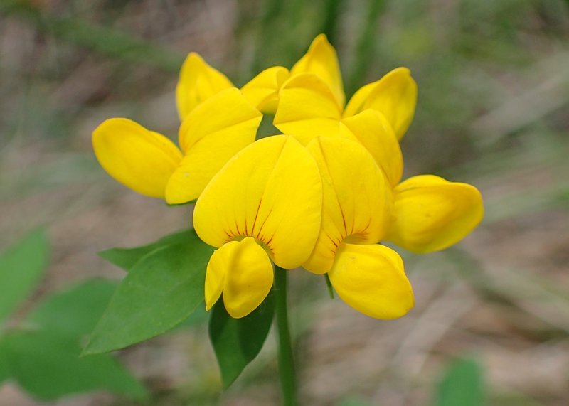 Big Trefoil photo 7