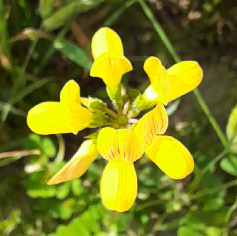 Big Trefoil photo 8