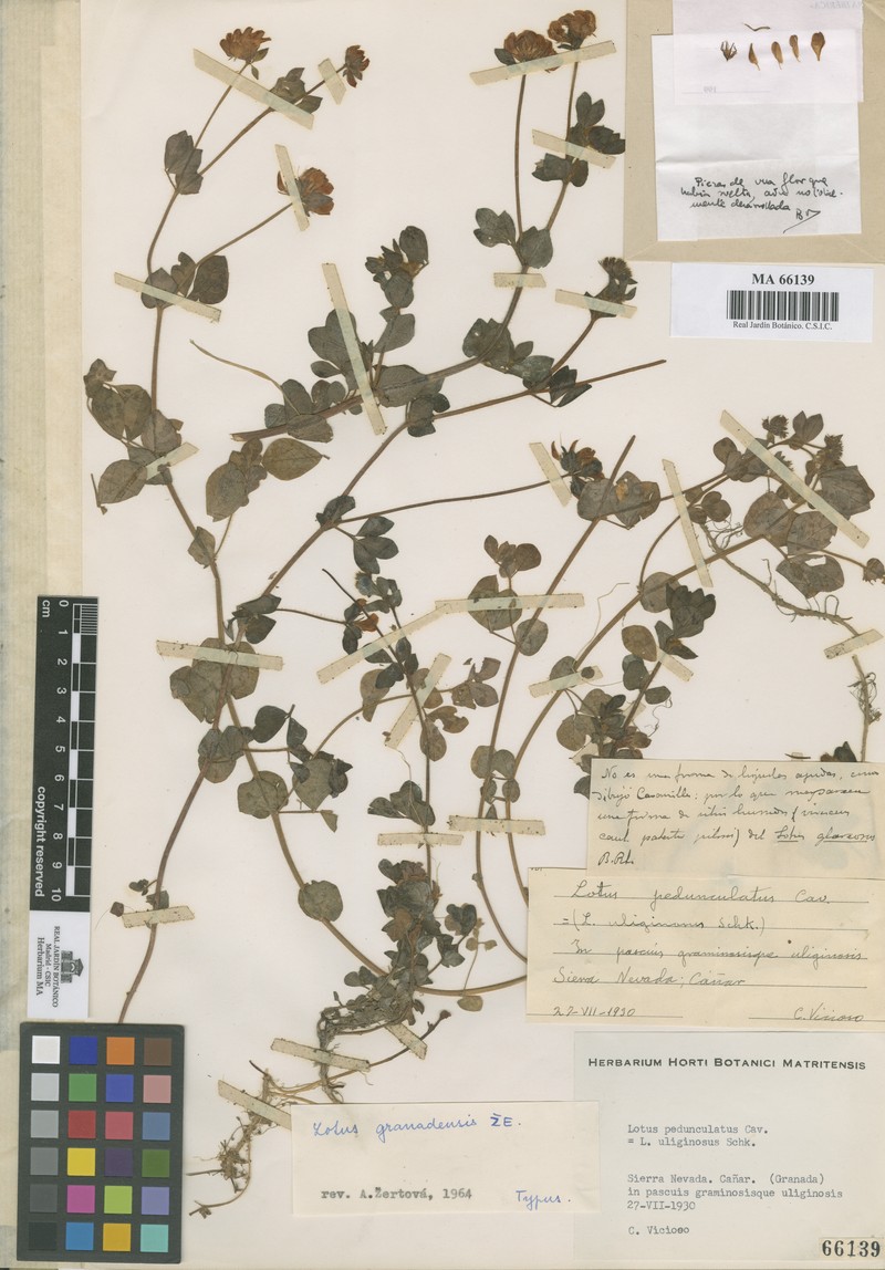 Lotus pedunculatus subsp. granadensis