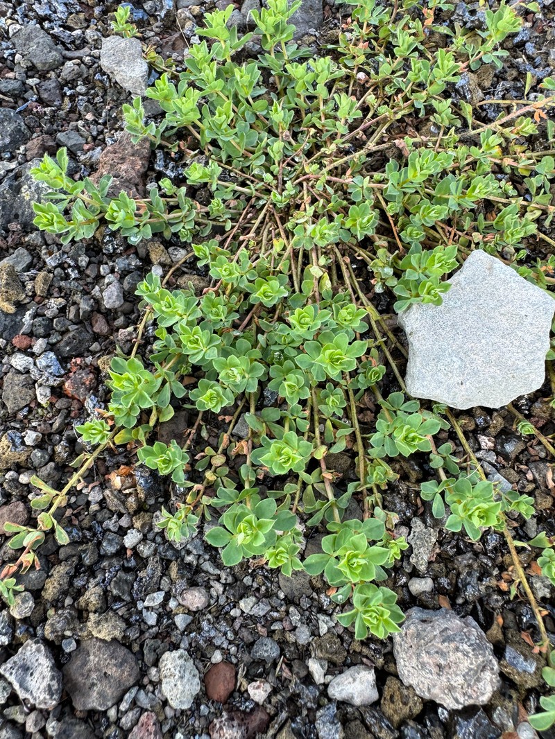 Lotus pedunculatus subsp. pedunculatus