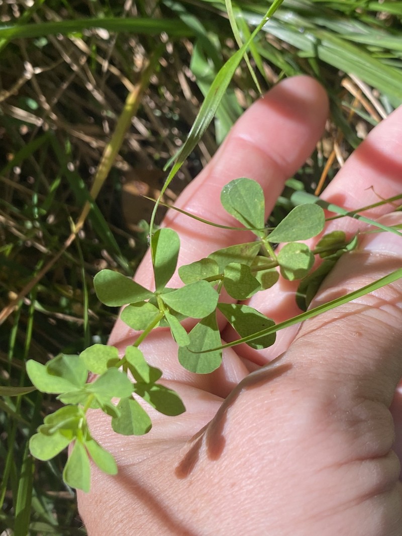 Lotus pedunculatus subsp. pedunculatus photo 2