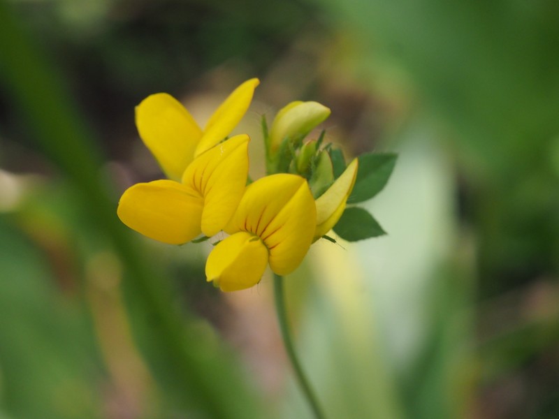 Lotus pedunculatus subsp. pedunculatus photo 3