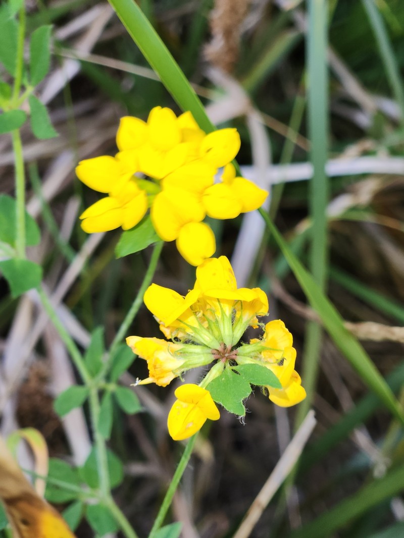 Lotus pedunculatus subsp. pedunculatus photo 4
