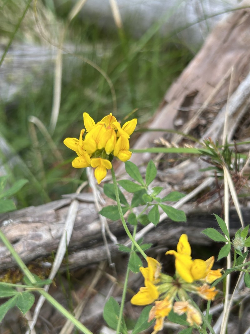 Lotus pedunculatus subsp. pedunculatus photo 6
