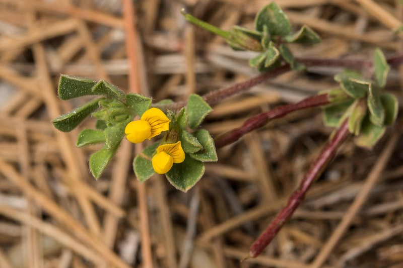 Lotus peregrinus