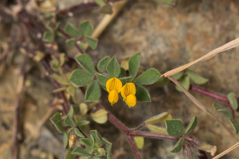 Lotus peregrinus photo 2