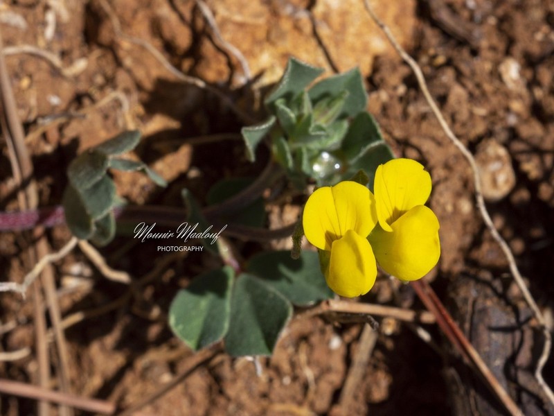 Lotus peregrinus photo 4