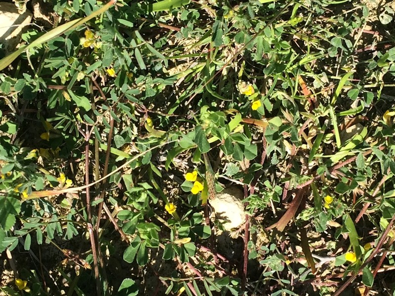 Lotus peregrinus photo 8