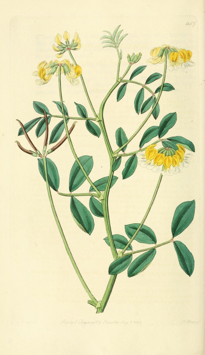 Meadow Bird's-Foot Trefoil