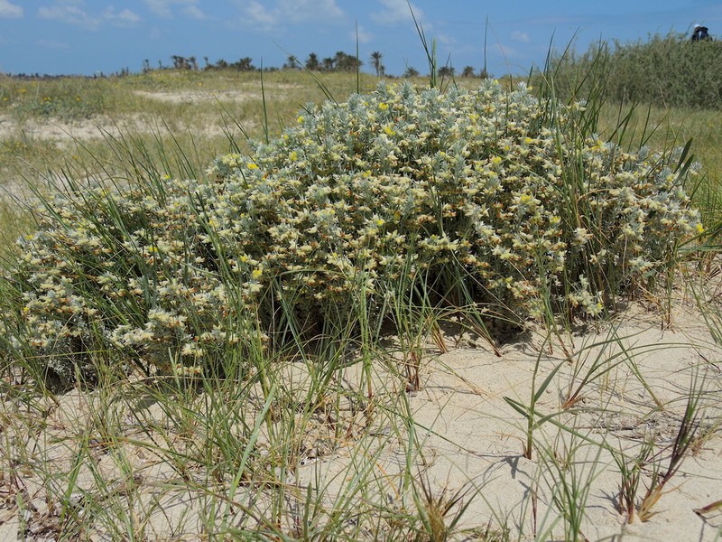 Lotus polyphyllos