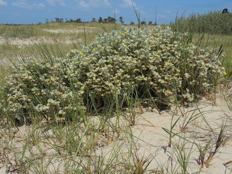Lotus polyphyllos photo 2