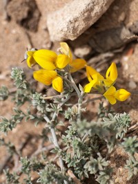 Lotus pseudocreticus