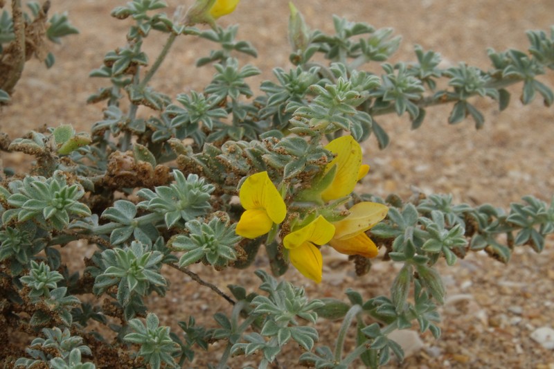 Lotus pseudocreticus photo 4