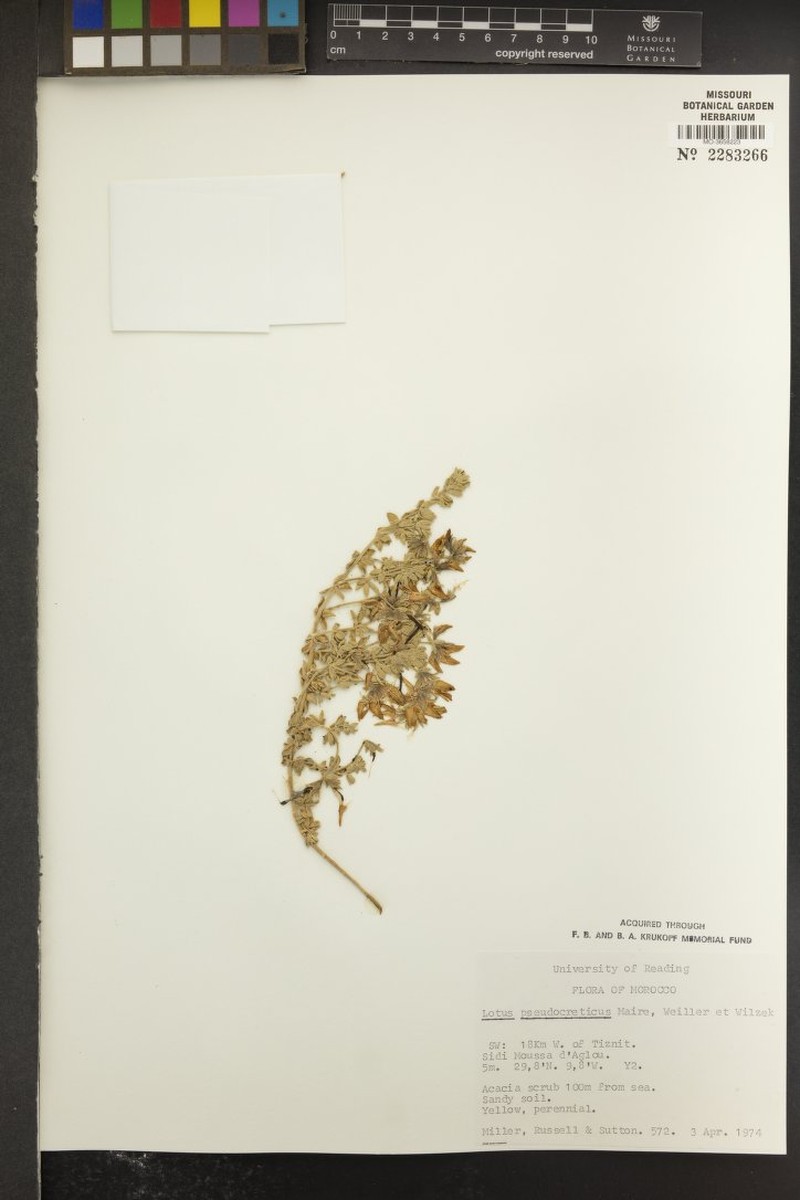 Lotus pseudocreticus photo 6