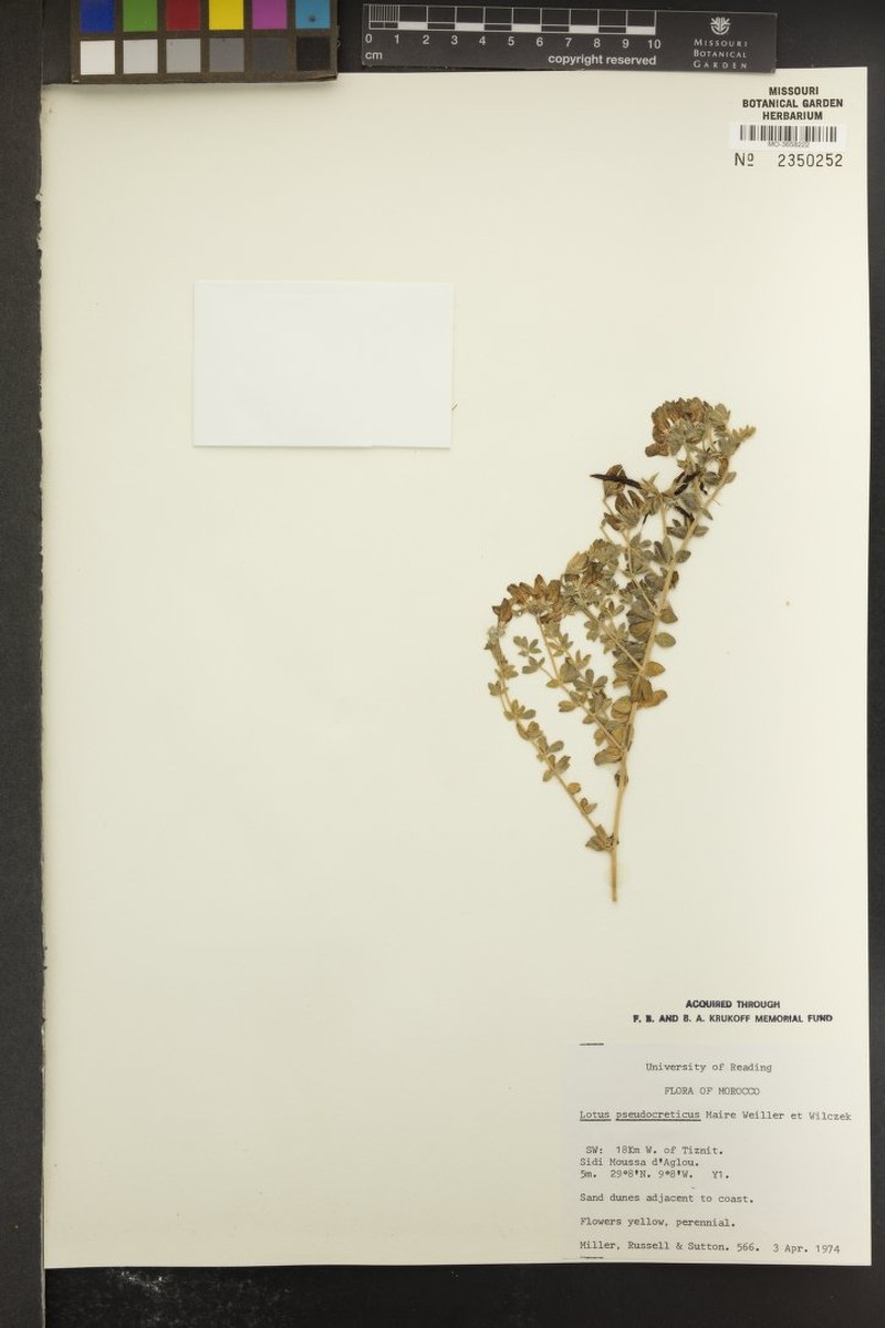 Lotus pseudocreticus photo 7