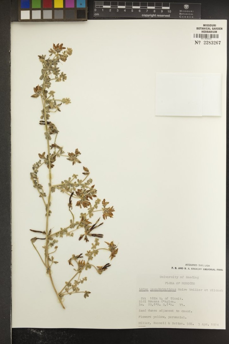 Lotus pseudocreticus photo 8