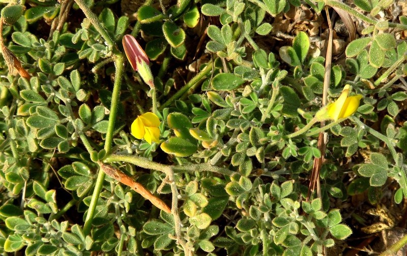 Lotus purpureus