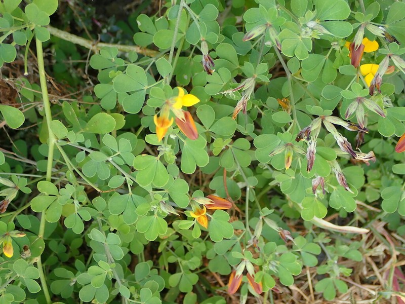 Lotus purpureus photo 5