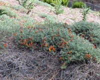 Lotus pyranthus
