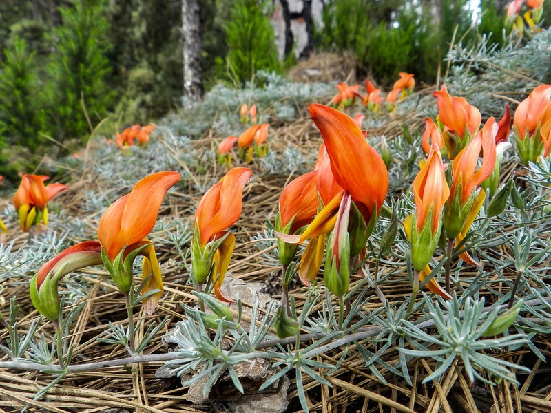 Lotus pyranthus photo 2