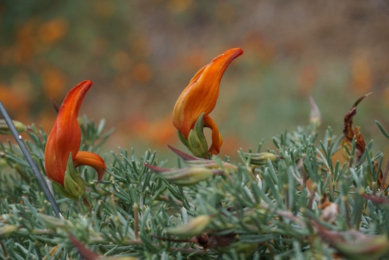 Lotus pyranthus photo 4