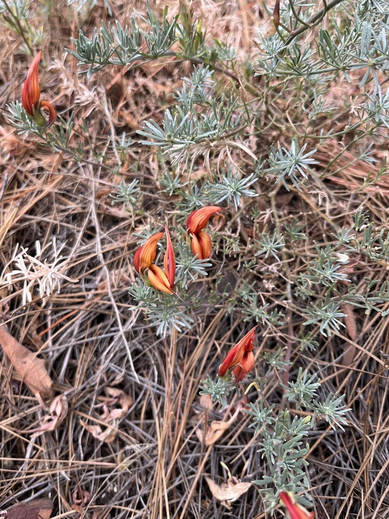 Lotus pyranthus photo 5