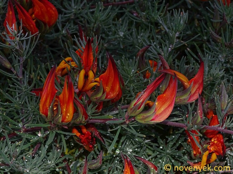 Lotus pyranthus photo 8