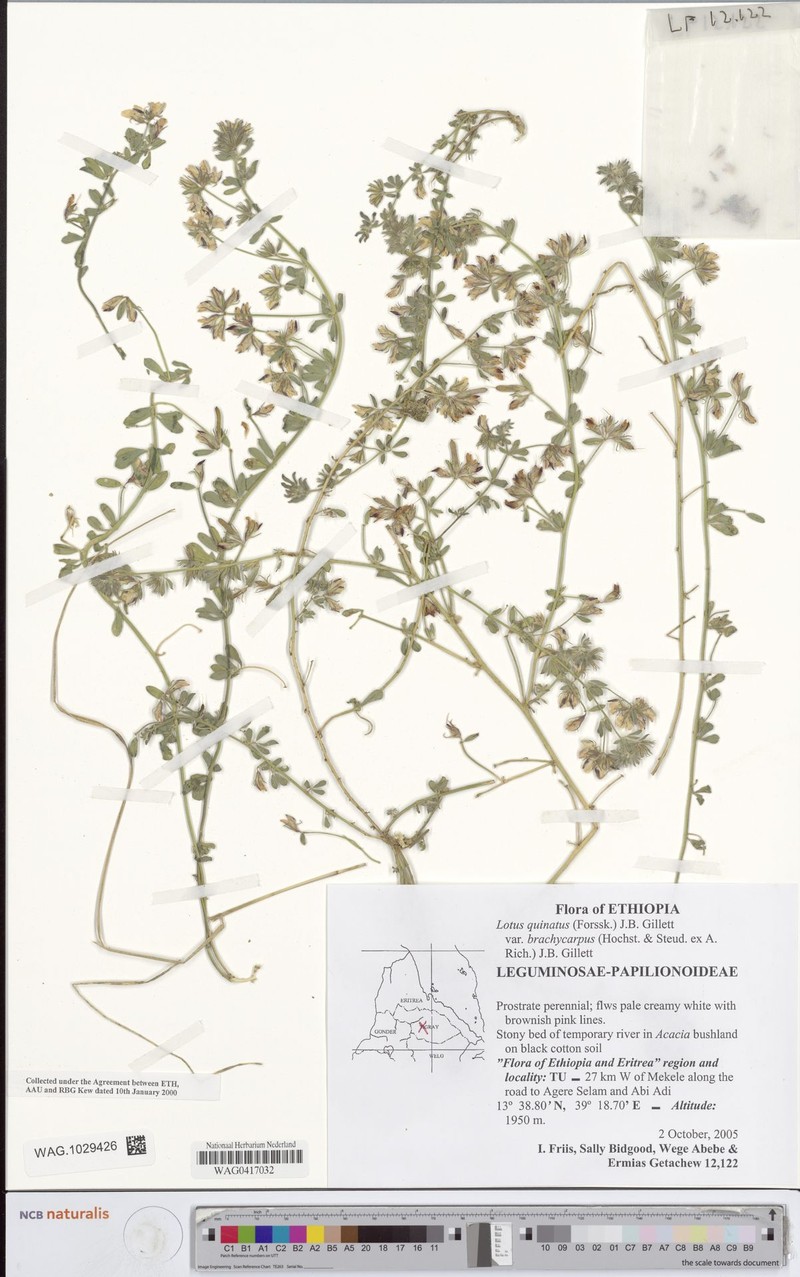 Lotus quinatus