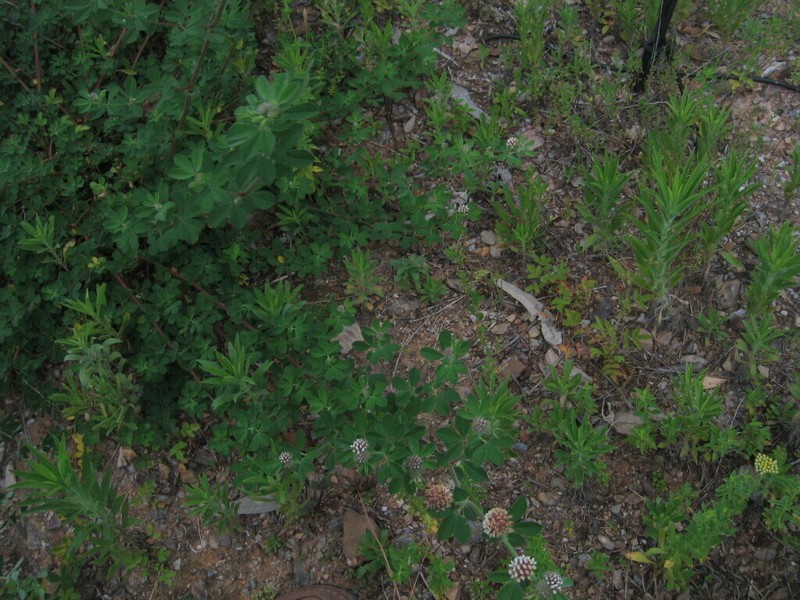 Dorycnium rectum