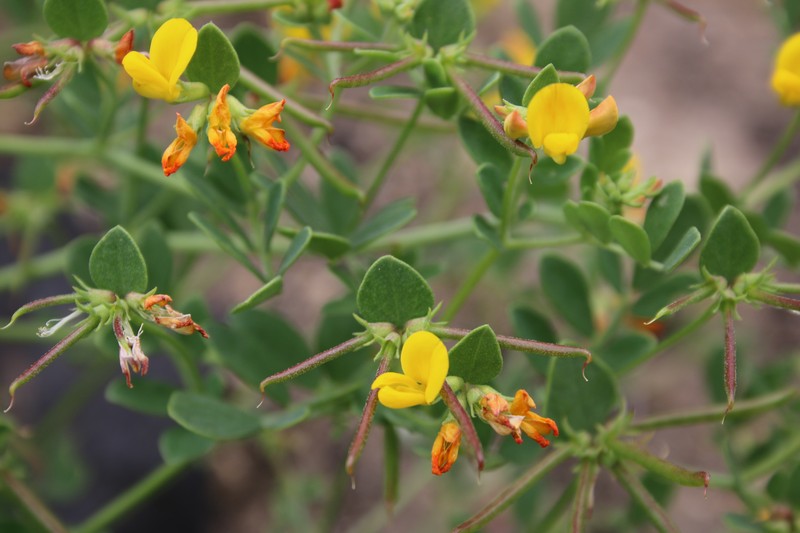 Coastal Bird's-Foot Trefoil photo 2